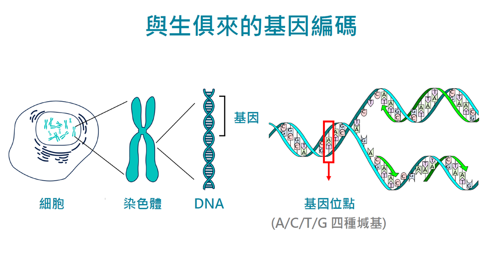 天賦<a href=http://m.guoyibj.cn/tags/1294/ target=_blank class=infotextkey>基因檢測</a>